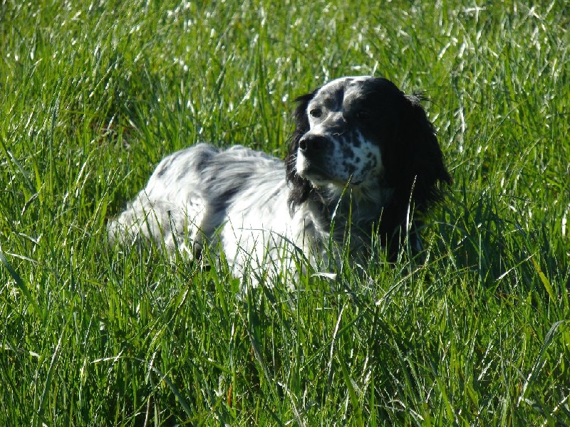 Publication : Du Long Bec D'enchanet