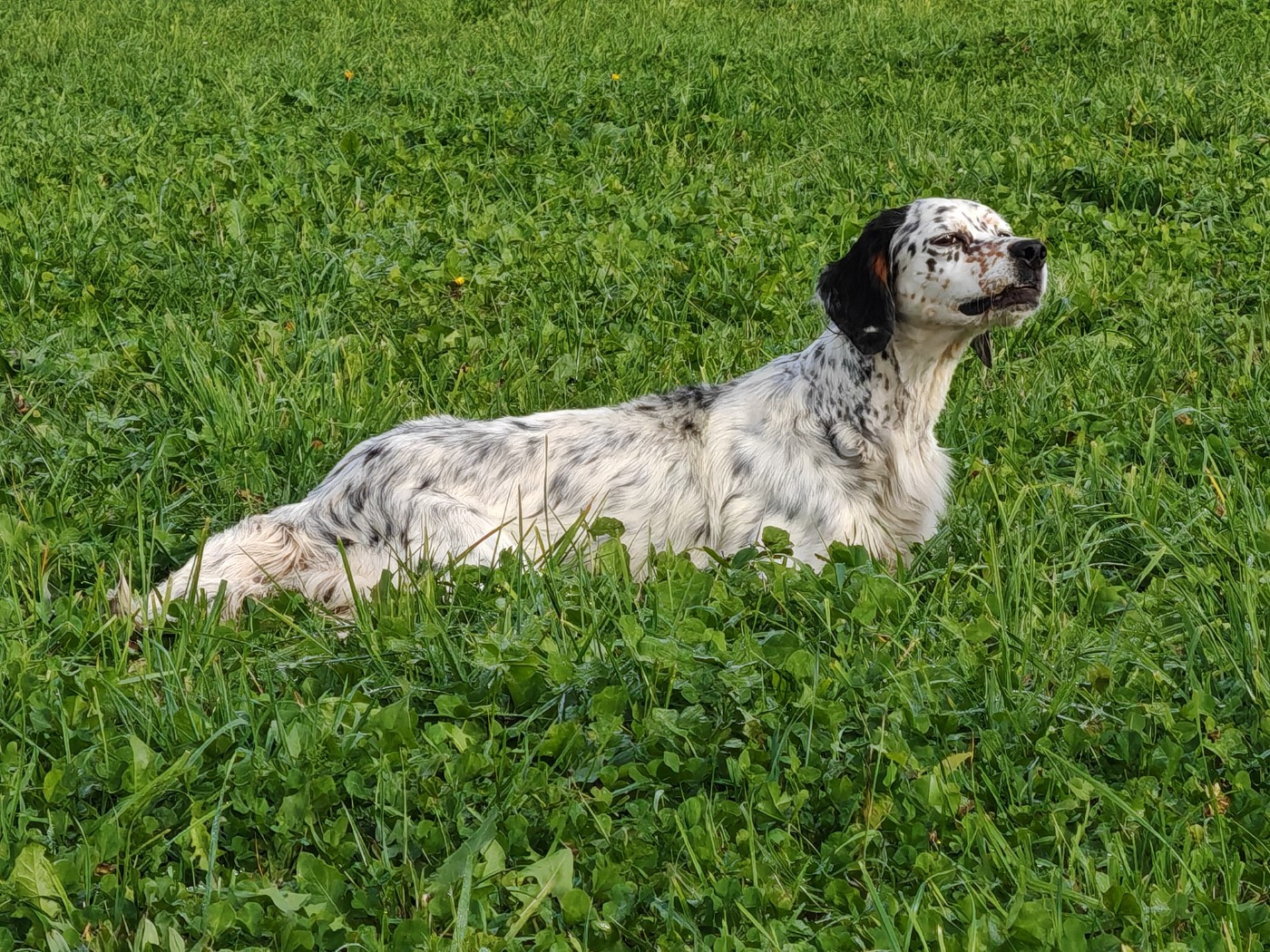 Rayka Du Long Bec D'enchanet