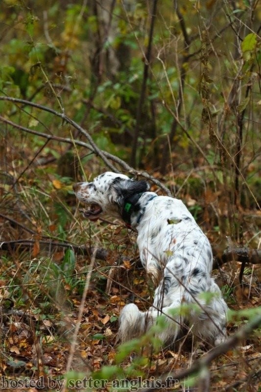 Publication : Du Long Bec D'enchanet