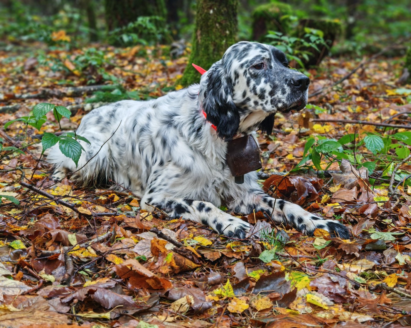 TR. Tales Du Long Bec D'enchanet