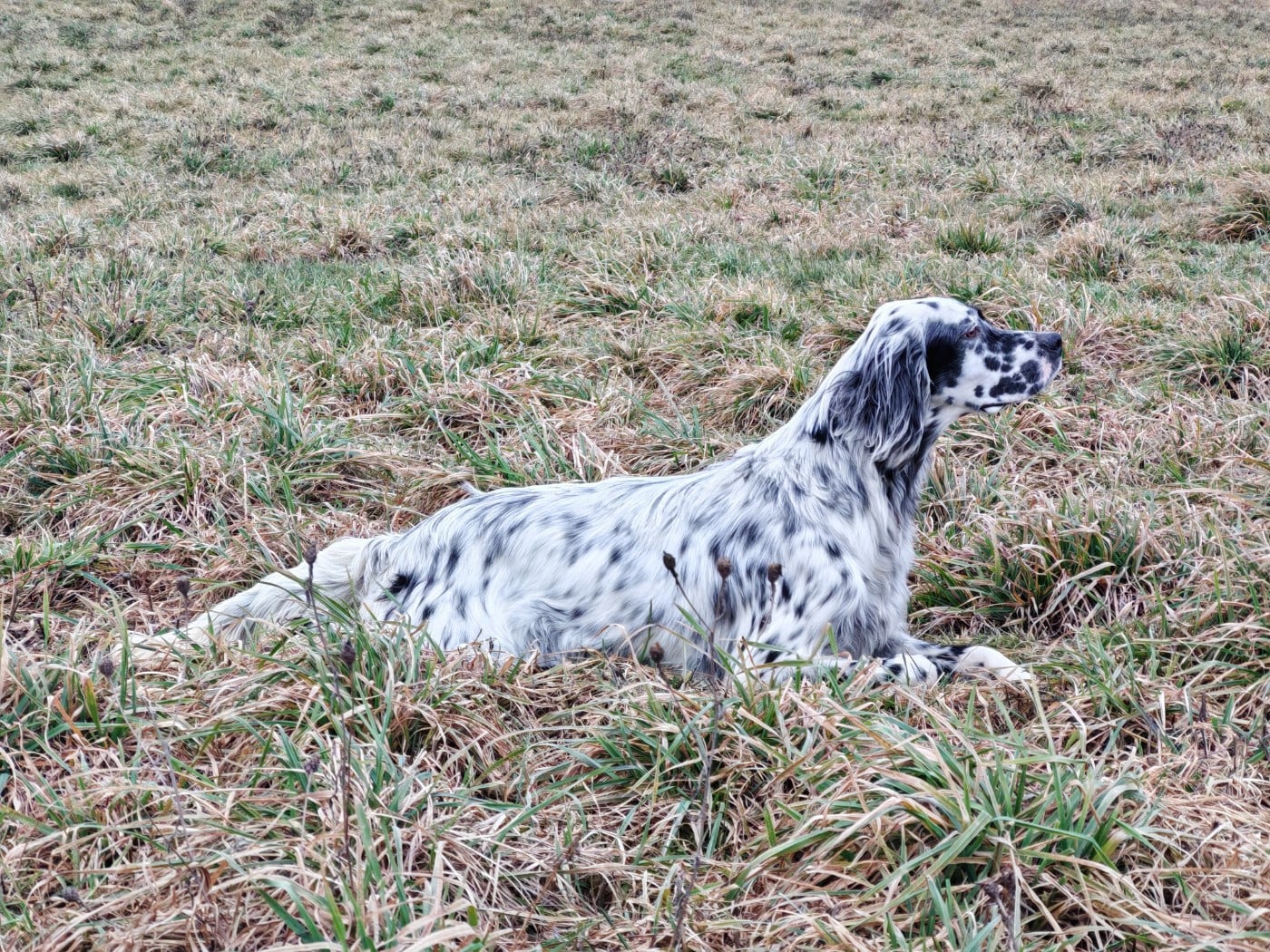 AMY Du Long Bec D'enchanet