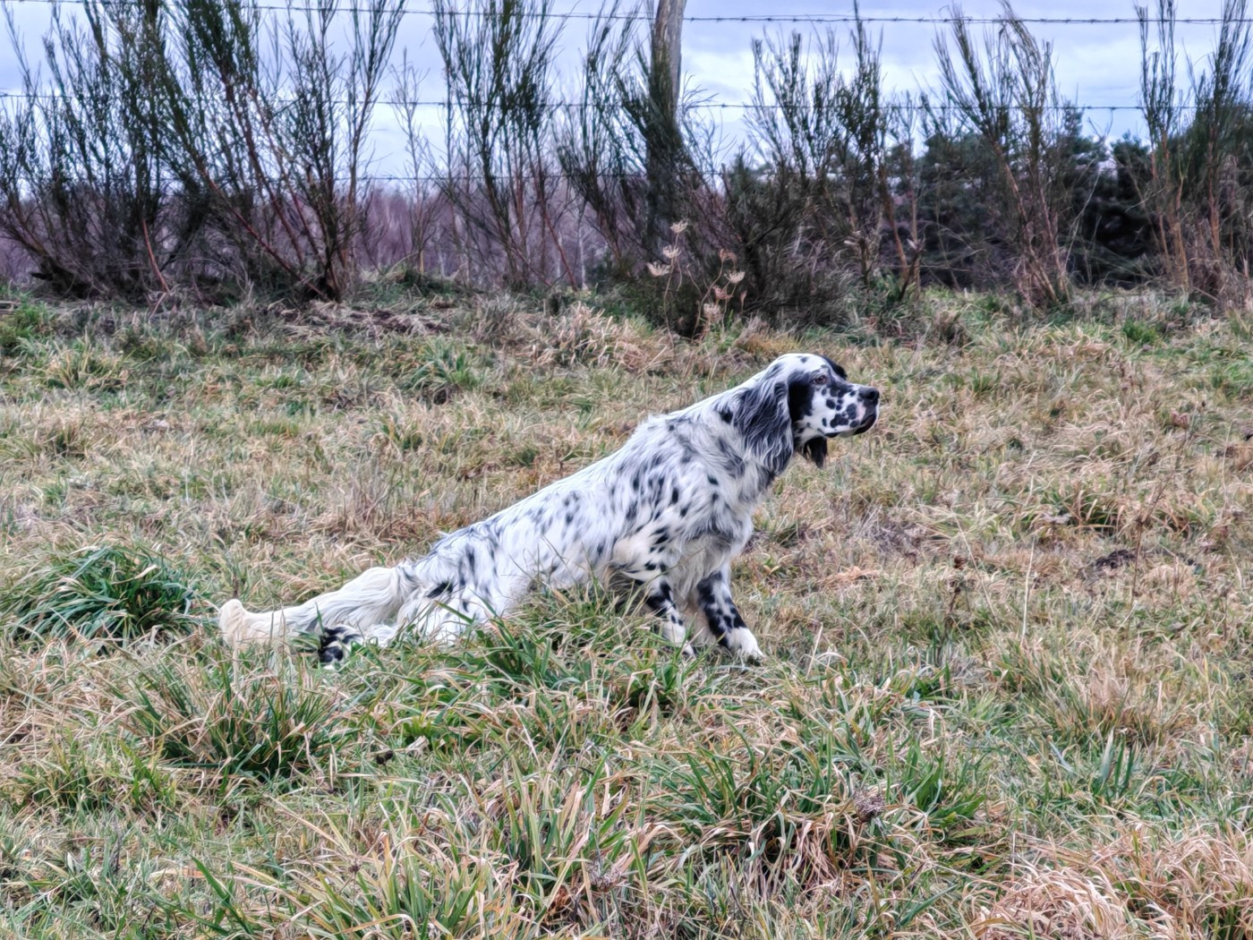 AMY Du Long Bec D'enchanet