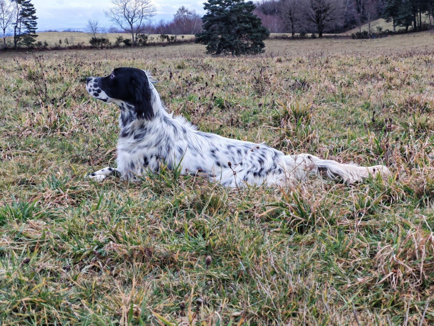 AMY Du Long Bec D'enchanet