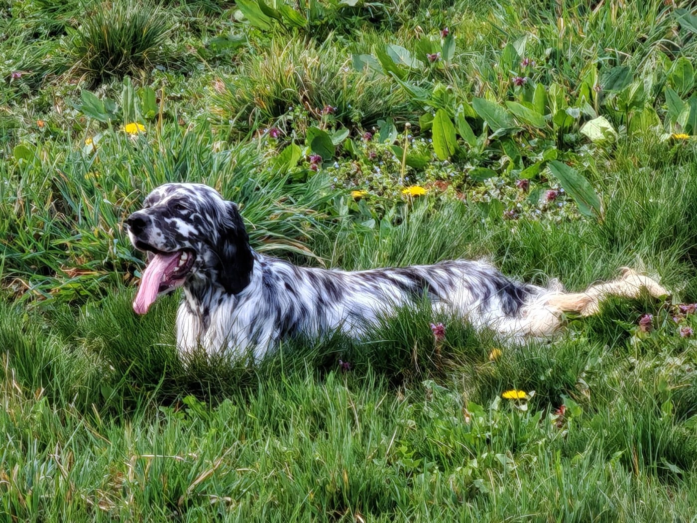 Alpha Du Long Bec D'enchanet