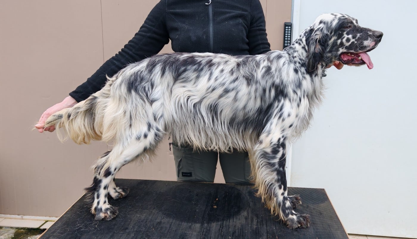 Alpha Du Long Bec D'enchanet