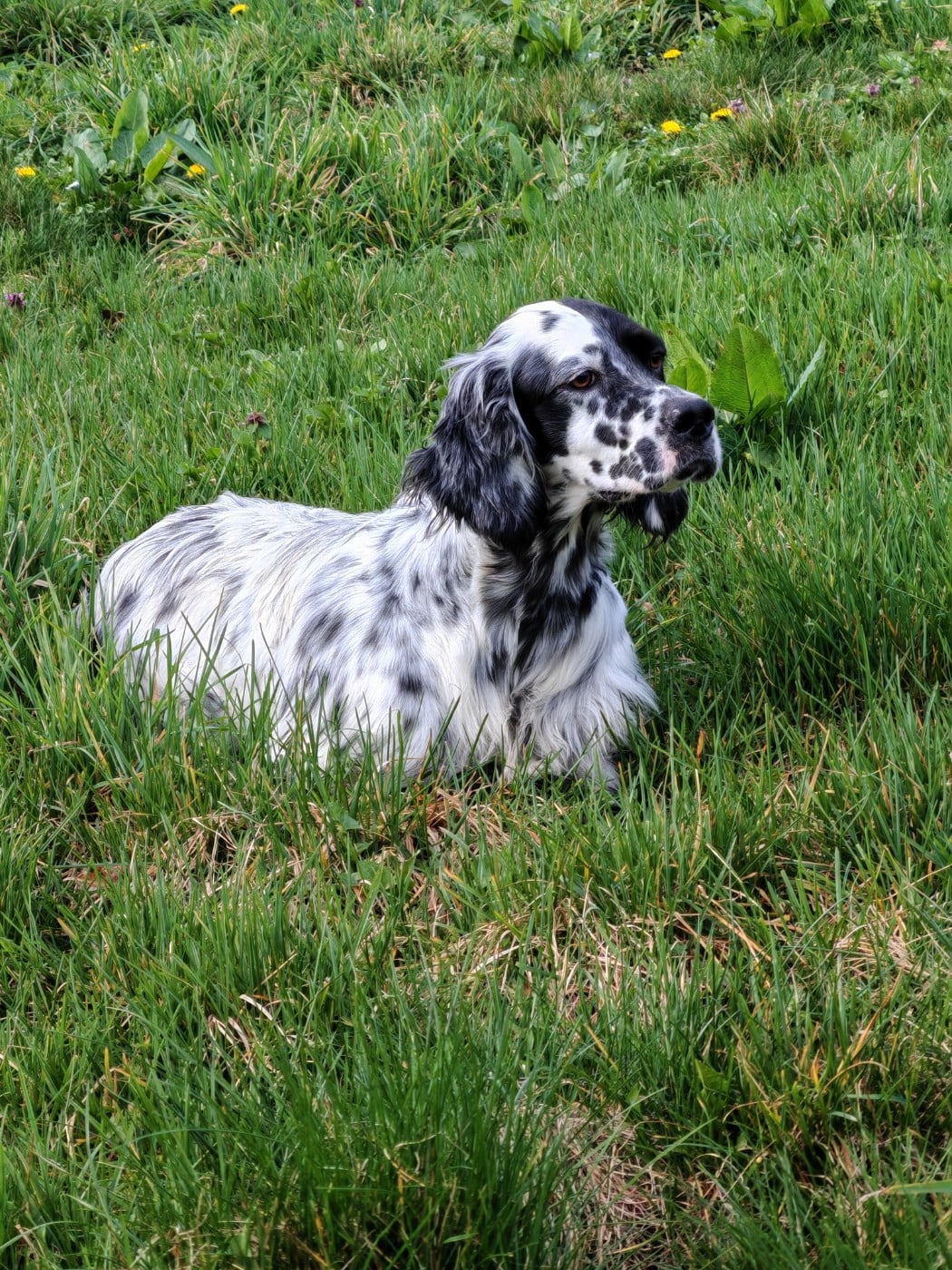 AMY Du Long Bec D'enchanet