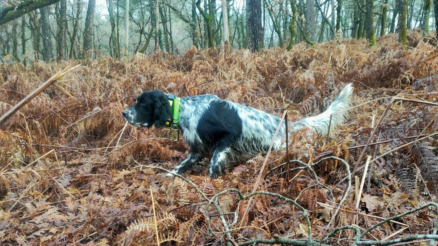 TR. VIGGO Du Long Bec D'enchanet