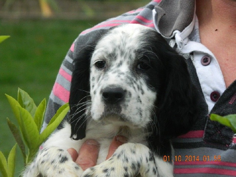 Publication : Du Long Bec D'enchanet