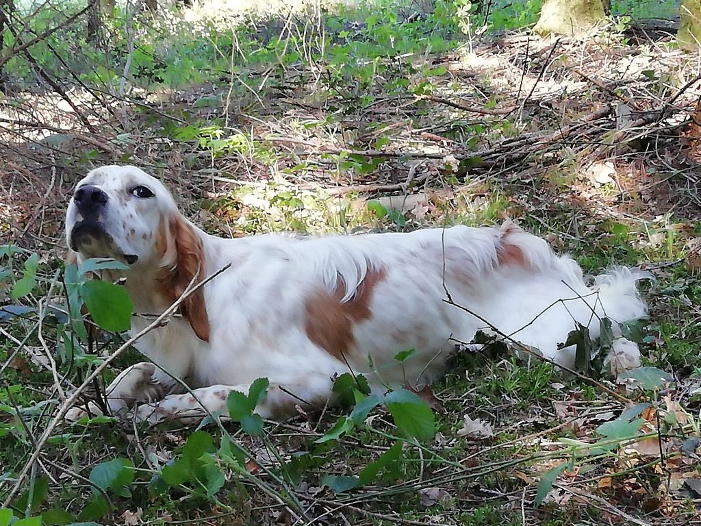TR. CH. Oxane Du Long Bec D'enchanet