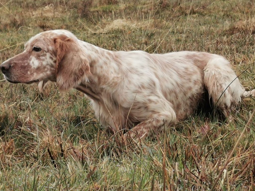 TR. Oxia Du Long Bec D'enchanet