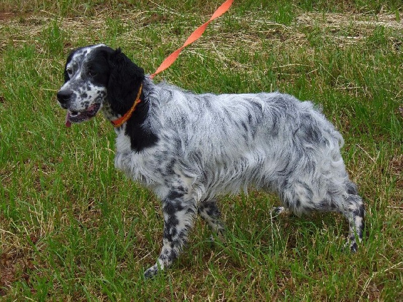 Publication : Du Long Bec D'enchanet