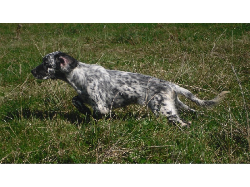 Publication : Du Long Bec D'enchanet