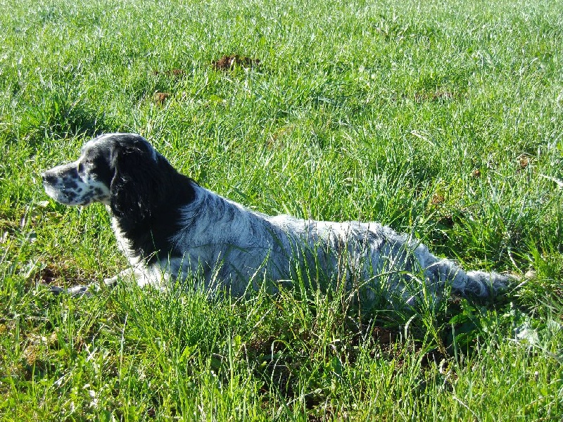 Publication : Du Long Bec D'enchanet