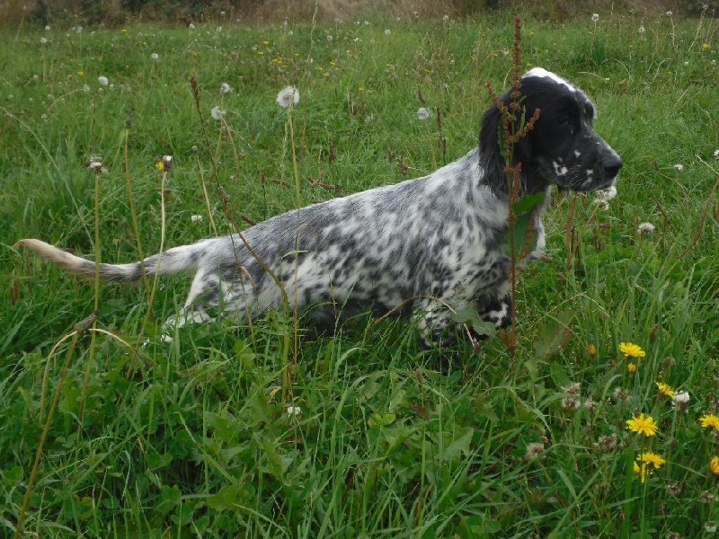 Publication : Du Long Bec D'enchanet