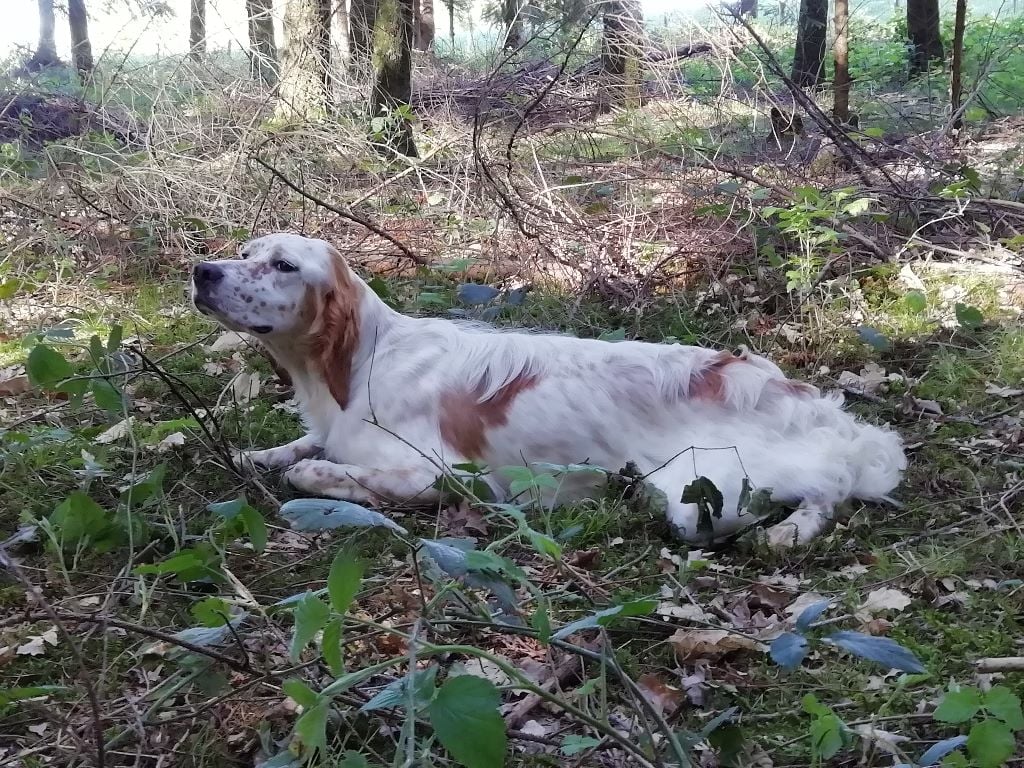 TR. CH. Oxane Du Long Bec D'enchanet