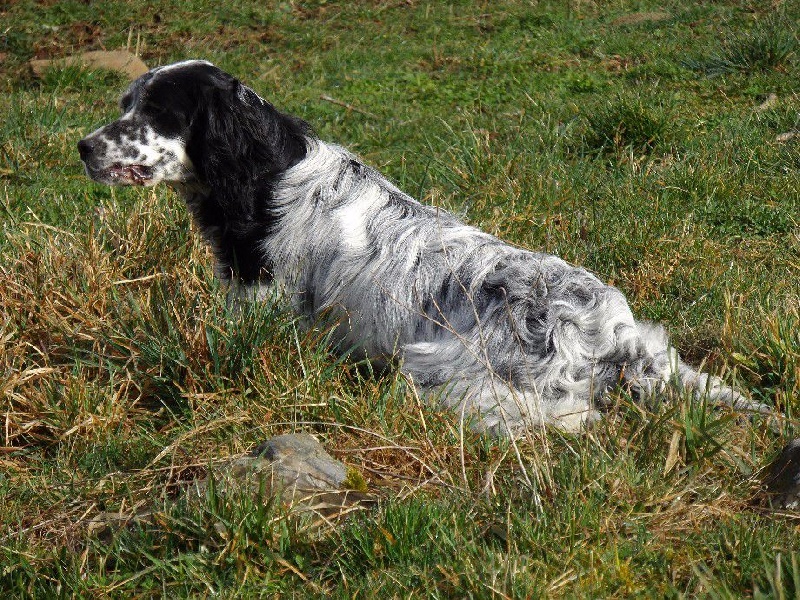 Publication : Du Long Bec D'enchanet