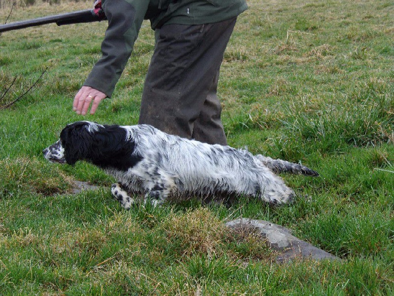 Publication : Du Long Bec D'enchanet