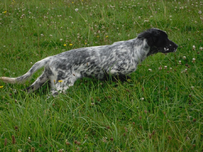 Publication : Du Long Bec D'enchanet