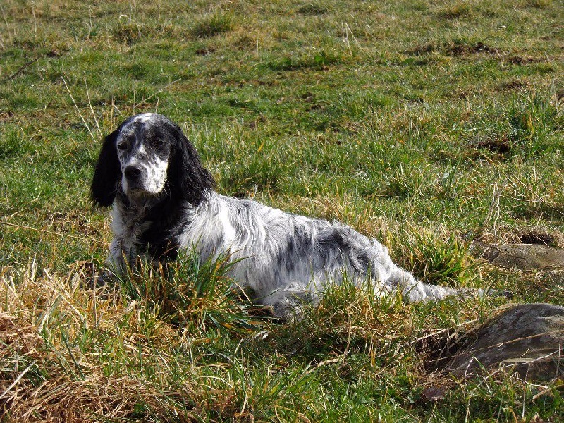 Publication : Du Long Bec D'enchanet