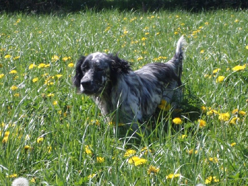 Publication : Du Long Bec D'enchanet