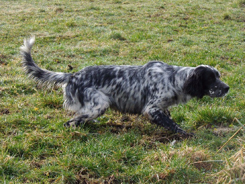 Publication : Du Long Bec D'enchanet