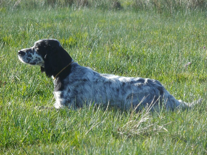 Publication : Du Long Bec D'enchanet