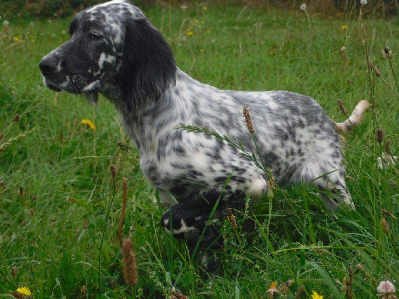 Publication : Du Long Bec D'enchanet