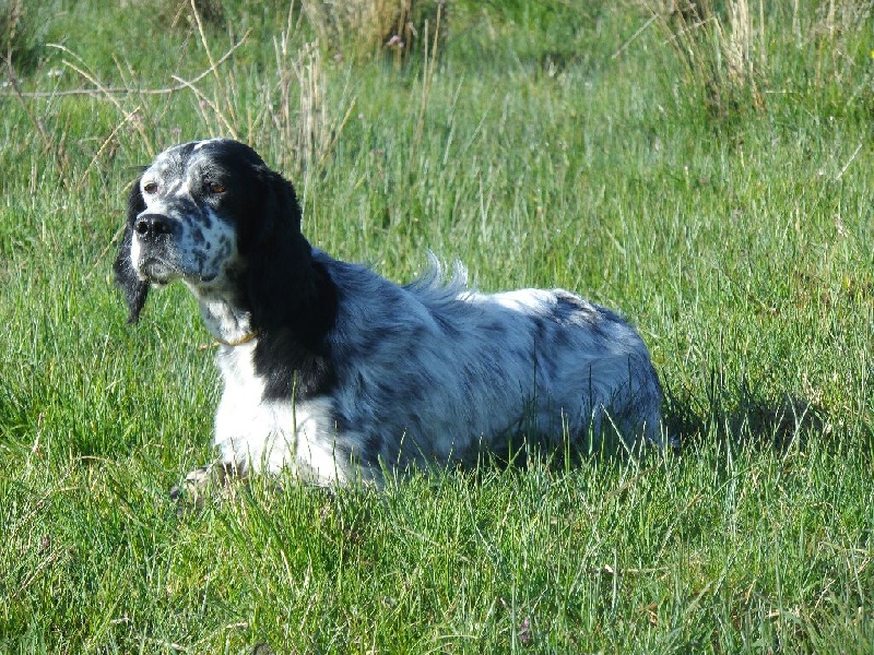 Publication : Du Long Bec D'enchanet