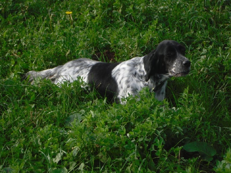 TR. CH. Gandie Du Long Bec D'enchanet