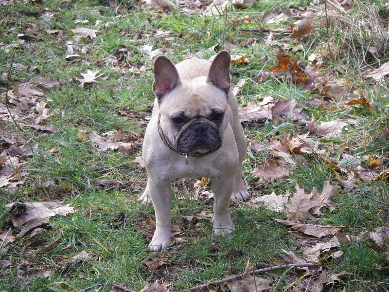 Publication : du Buisson D'Urbillac