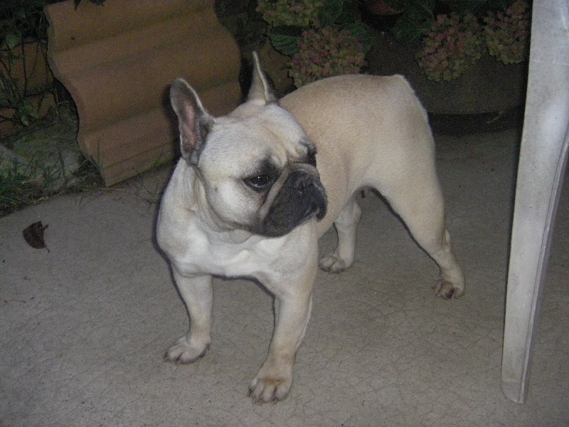 Publication : du Buisson D'Urbillac