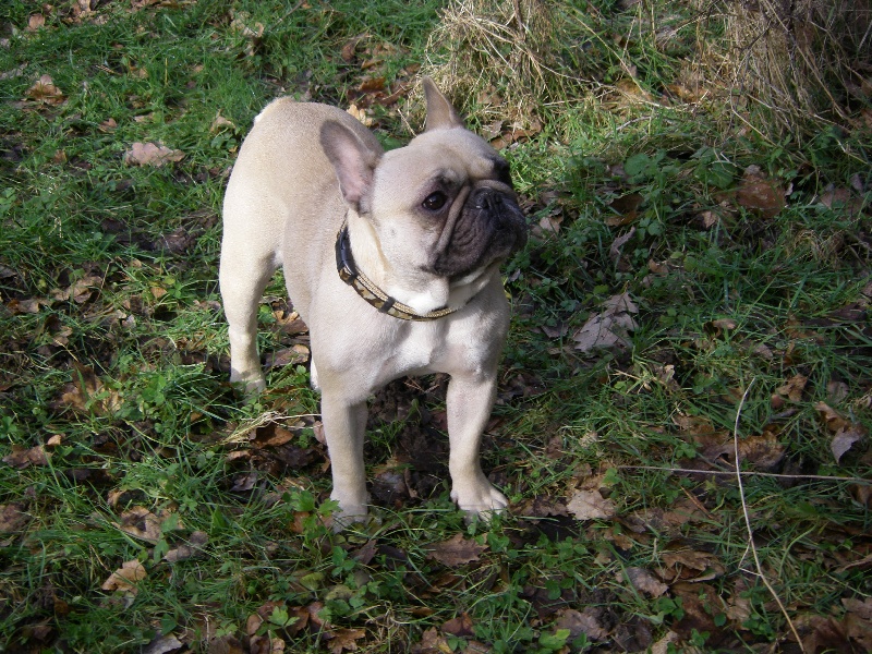 Publication : du Buisson D'Urbillac