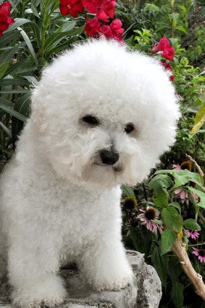 Publication : de Pengwen de Pen ar Bed Auteur : Irma Beaussier