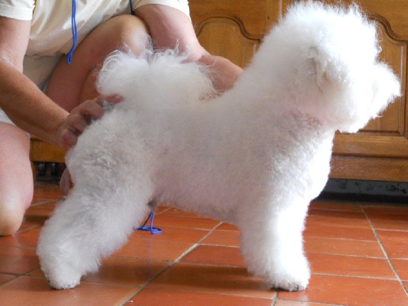 Publication : de Pengwen de Pen ar Bed Auteur : Irma Beaussier