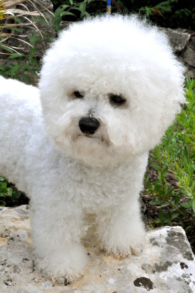 Publication : de Pengwen de Pen ar Bed Auteur : Irma Beaussier