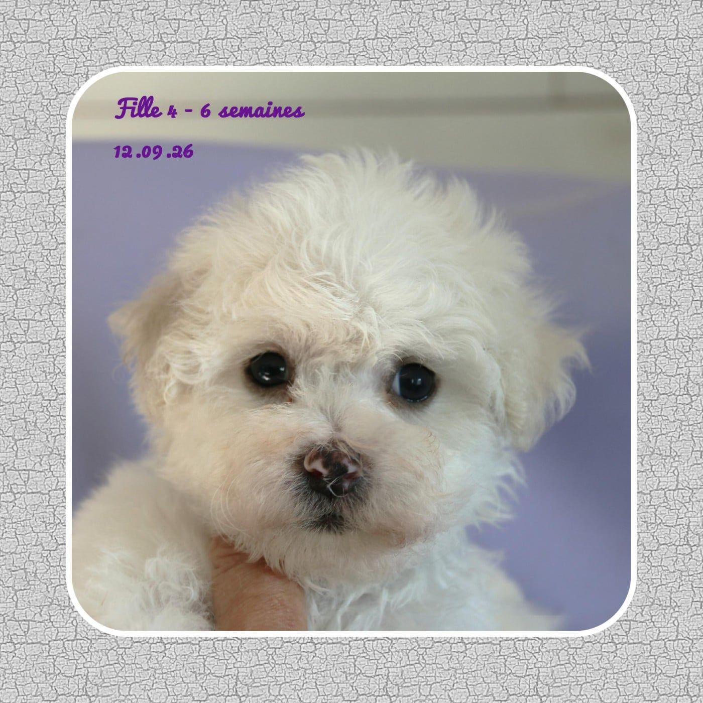 Bichon Frise - De La Clède Champtressac