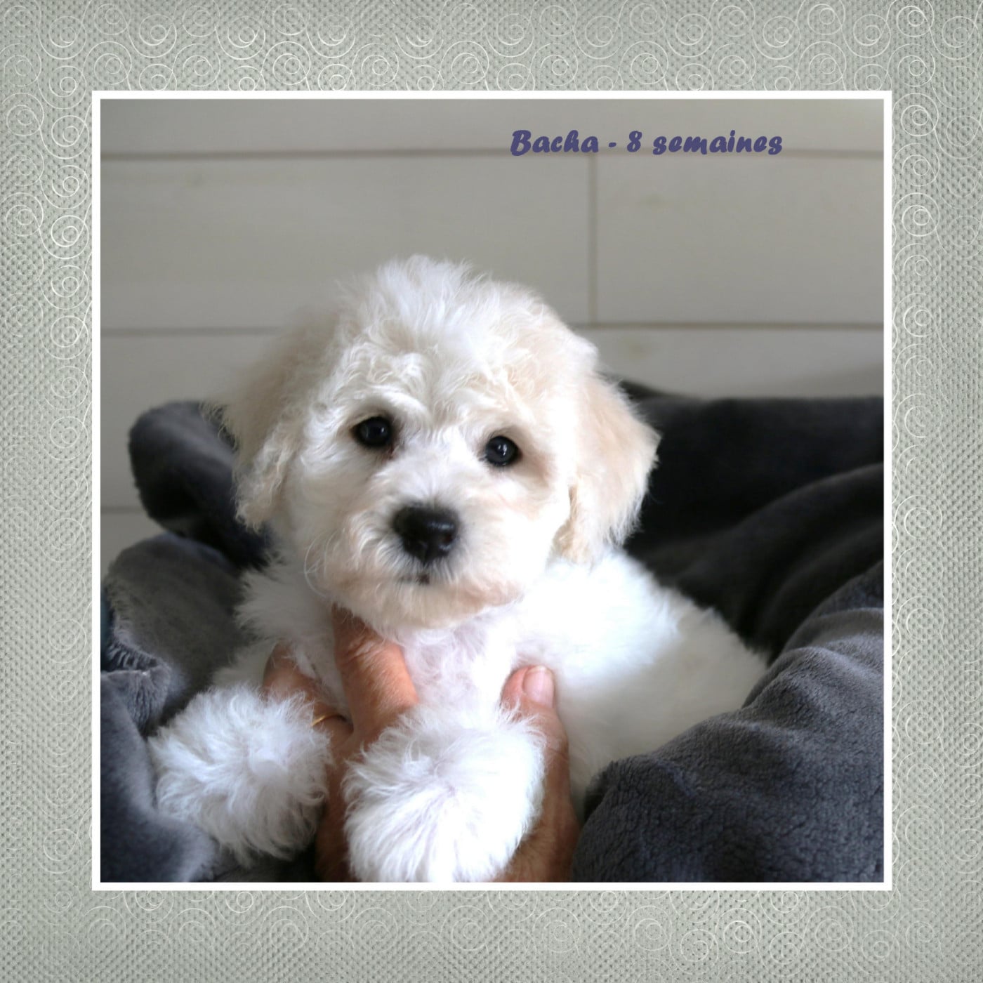 Bichon Frise - De La Clède Champtressac