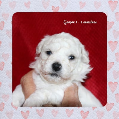 Les chiots de Bichon Frise