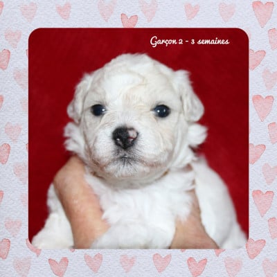 Les chiots de Bichon Frise
