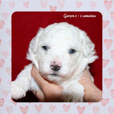 Les chiots de Bichon Frise