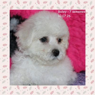 Les chiots de Bichon Frise