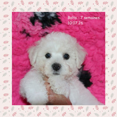 Les chiots de Bichon Frise
