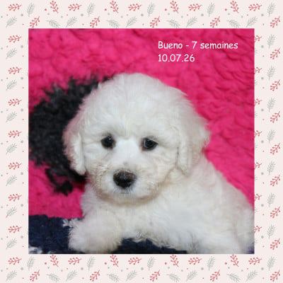 Les chiots de Bichon Frise