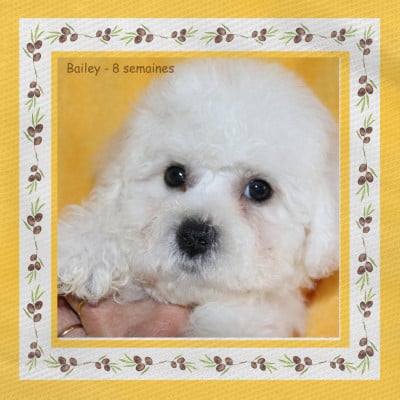 Les chiots de Bichon Frise