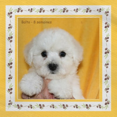 Les chiots de Bichon Frise