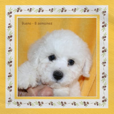 Les chiots de Bichon Frise