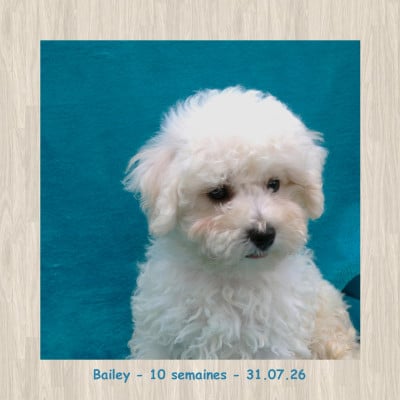 Les chiots de Bichon Frise