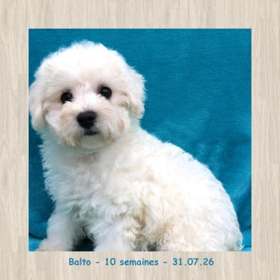 Les chiots de Bichon Frise