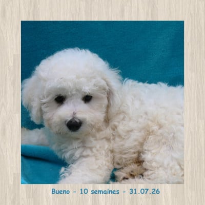 Les chiots de Bichon Frise