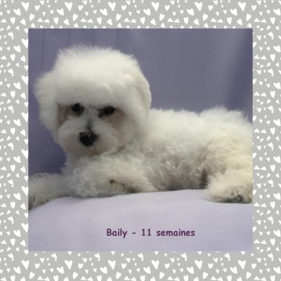 Les chiots de Bichon Frise